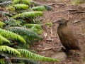 Lord Howe Island_20061211_083